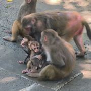 陵水南湾猴岛游玩攻略（陵水南湾猴岛公园和生态旅游区）