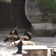 重庆动物园攻略一日游（重庆动物园攻略2020）