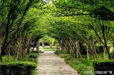 郑州市古树园（郑州古树苑地址）