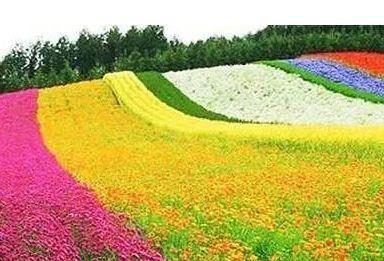 房山天开公园（房山天山花海）